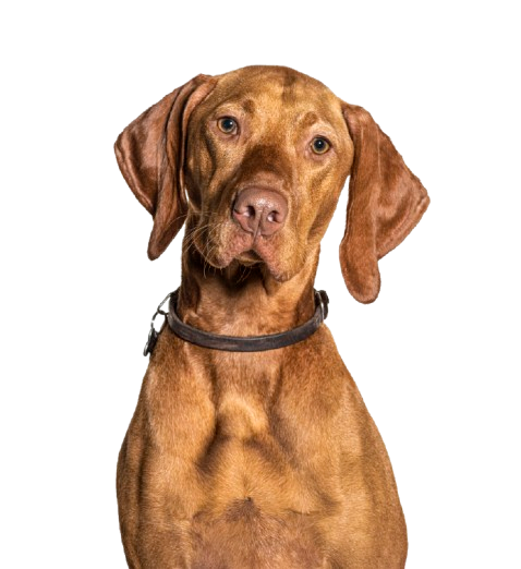 Madzarska Vizla 1jpg Removebg Preview